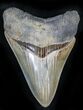 Sharp Serrations Megalodon Tooth #27312-1